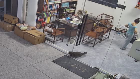 Cat gets stuck in closing door as another cat bites its back in Guangdong, China