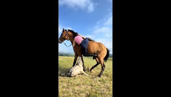Dog startles horse during mounting attempt, sending rider to the ground in Inner Mongolia, China