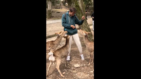 Visitors share fun moments with deer at Nara Park, Japan