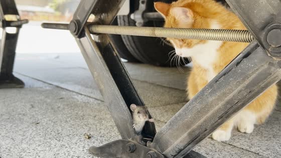 Mouse hides in scissor jack as cat waits and swats at it in Yunnan, China