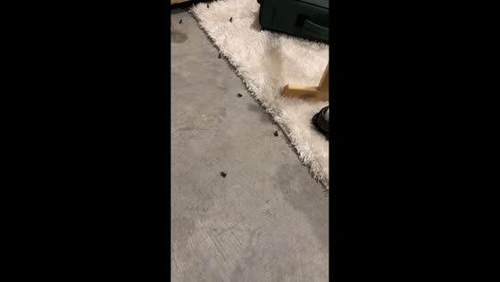 Frog infestation surprises new homeowner in Florida, USA