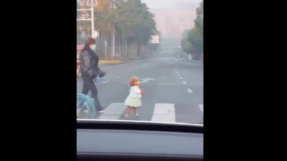 Poodle walks on hind legs in Hangzhou