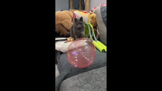 Cat plays with balloon toy indoors in Hubei, China