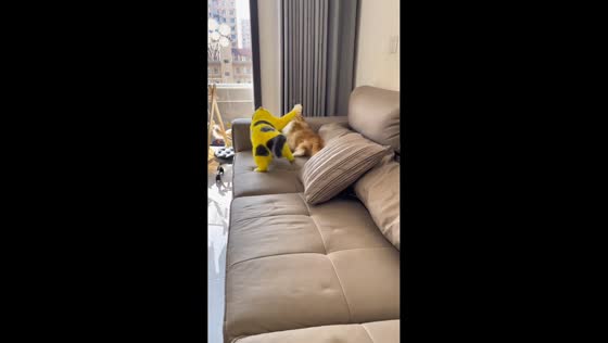 Pikachu-patterned cat playfully taps another cat in Shanxi, China