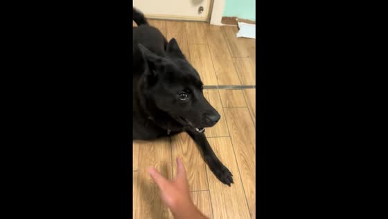 Black dog avoids being touched in Guangdong, China