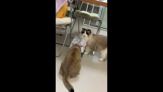Cat gets stuck in plastic while Ragdoll watches in Sichuan, China