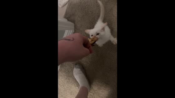 Kitten hangs on bone while owner tries to take it away
