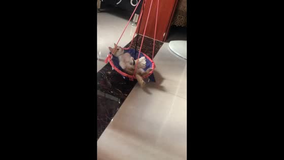 Kitten relaxes and plays on a hammock in Shaanxi, China
