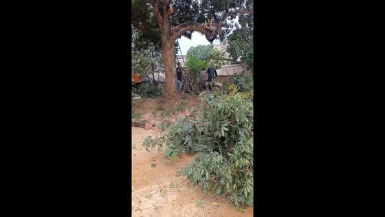 Near miss: tree cutting mishap in Guangxi, China