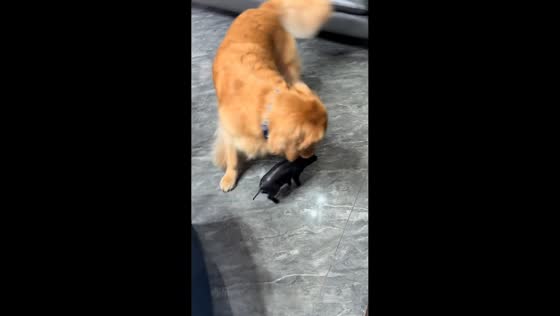 Golden retriever plays with piglet in Zhejiang, China