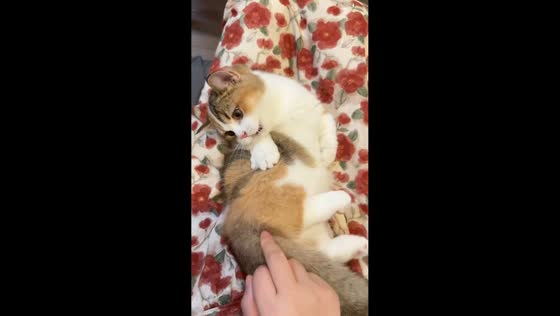 Kitten tries to reach its leg with cute reaction in Zhejiang, China