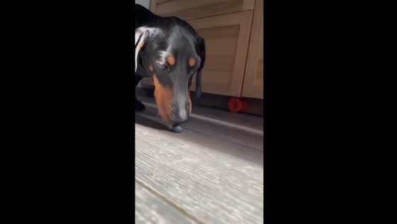 Joseph the berry-eating 'vacuum cleaner' dog