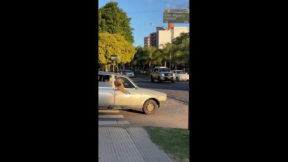 Golden retriever enjoys car ride with paw out in Corrientes, Argentina