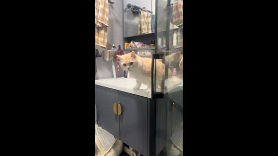 Cat startled in bathroom prank in Zhejiang, China
