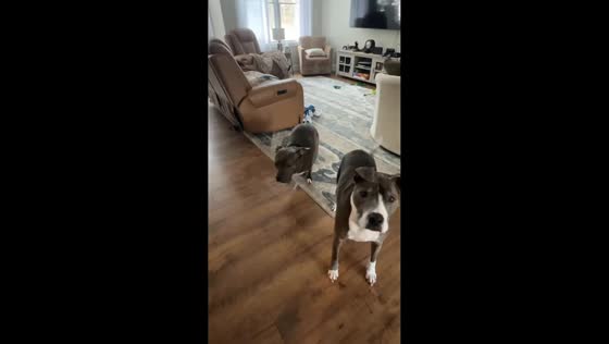 Dogs excited of cookie treats in Muskegon, Michigan, USA