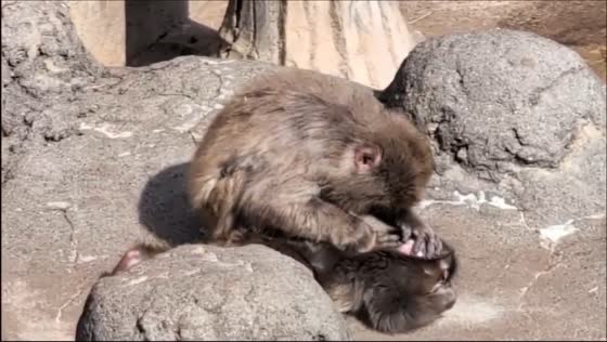Baby monkey Panchi bonds with troop at Ichikawa City Zoo in Chiba, Japan