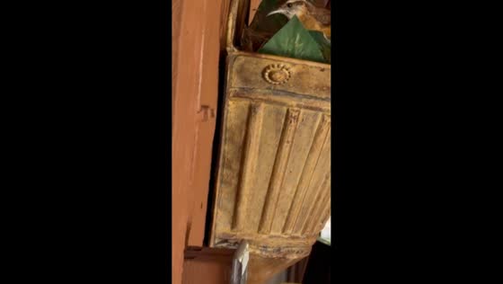 Wren carries a fecal sac away from its nest in a wall-mounted vase in Hudson, Florida, USA