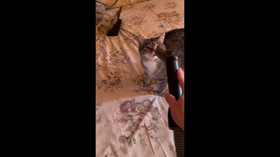 Cat plays with vacuum in Alexandrov, Russia