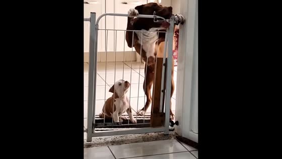 Pitbull and Puppy Duo's Hilarious Escape Attempt Caught on Camera!
