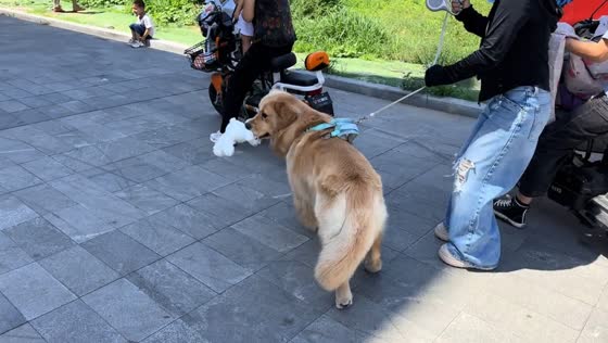 Golden Retriever unexpectedly wins party game in Hebei, China
