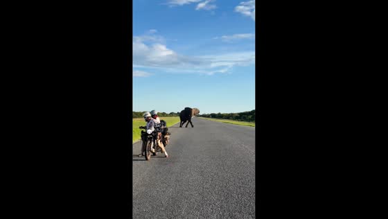 Massive elephant crossing behind travelers in Botswana