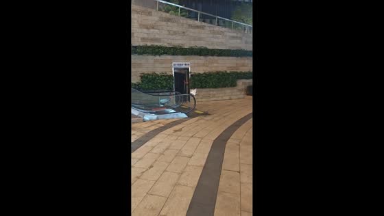 Bird hilariously struggles to walk against a moving escalator in Guangdong, China