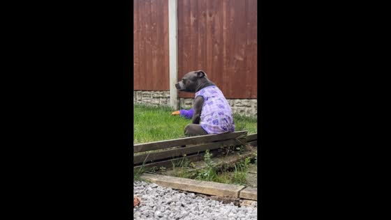 Dog sits on fence ignoring owner while wearing vest in Sheffield, England, UK