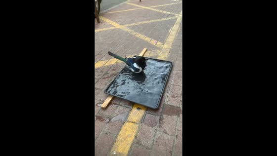 Magpie takes a playful bath in Liaoning, China