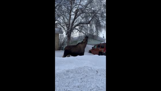 Snowy streets encounter: Moose strolls through anchorage, Alaska
