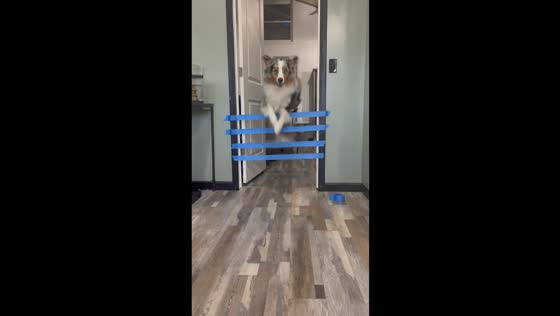 Phineas the Aussie: impressive vertical leaps in tape challenge