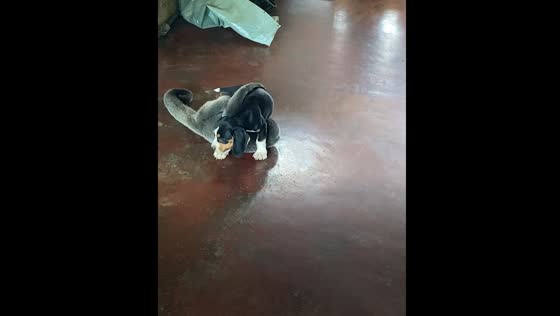 Monkey playfully interacts with dog in Putumayo, Colombia