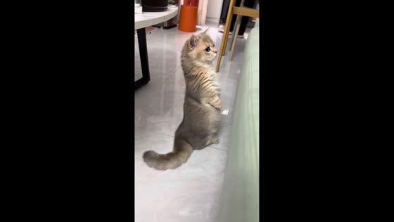 Cat stands upright on two legs in Guangdong, China