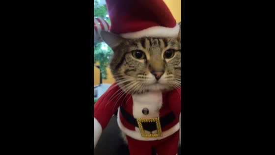 Cat in a Santa costume spreads holiday cheer in Mexico City, Mexico