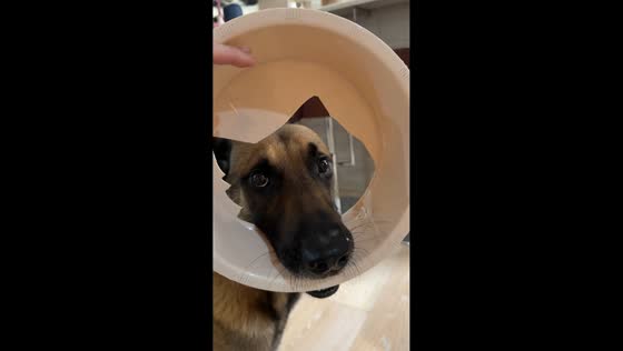 Belgian Malinois hilariously carries cracked food bowl in Moscow, Russia
