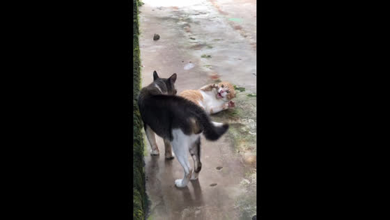 Orange cat panics during standoff with gray cat in Perawang, Indonesia