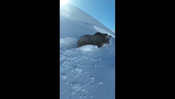 Winter's resilience: majestic bear braves the deep snow in the Caucasus