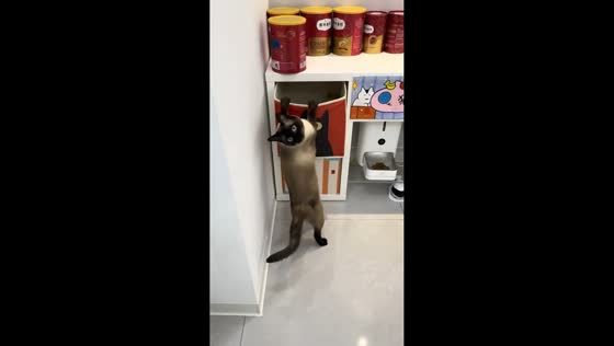 Siamese cat caught searching kitchen drawer and stands up in surprise in Jilin, China