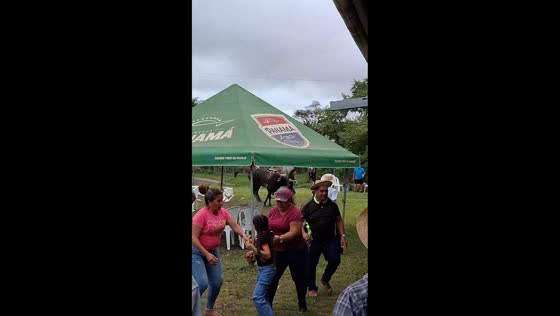 Bull breaks out and causes chaos during event in Ocu, Panama
