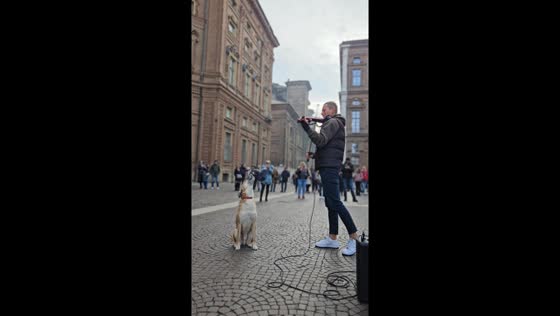  Unlikely duet captivates Turin as violinist and canine companion harmonize