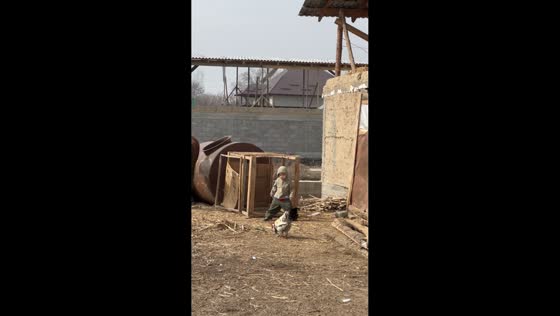Rooster chases toddler outside shed in Bishkek, Kyrgyzstan