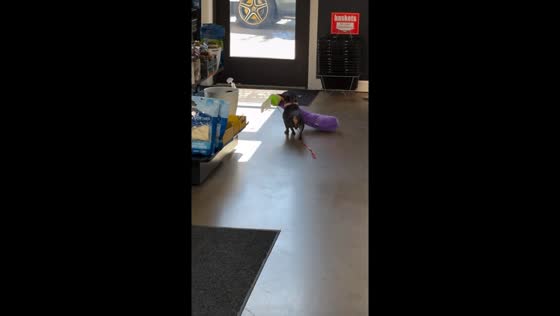 Caught on camera: doggo thief flees with aubergine stuffed toy 