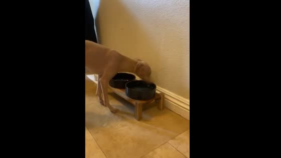 Quirky dog drinks water really fast!
