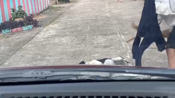 Dog refuses to move from moving car’s path in Udon Thani, Thailand