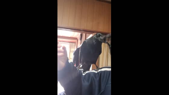 Feathered shenanigans: crow's playful antics in Odawara, Japan