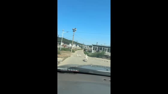 Ducks hilariously sprint down road in Liaoning, China