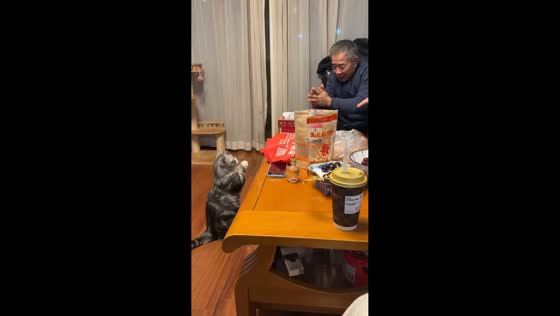 Cat mimics hand gesture greeting in Jiangsu, China