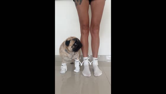 Dog and owner showcase matching socks in Thailand