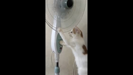 Curious cat plays with electric fan in Surabaya, Indonesia