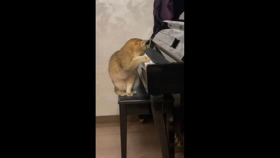 Curious cat explores piano in Chongqing, China