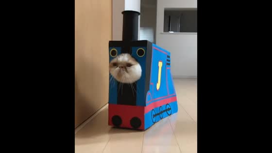 Cat turns into walking train in colorful costume in Anhui, China